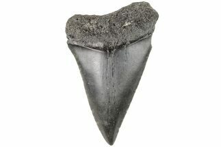 2.45" Fossil Broad-Toothed "Mako" Tooth - South Carolina - Fossil #204767