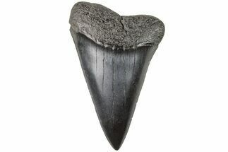 2.05" Fossil Broad-Toothed "Mako" Tooth - South Carolina - Fossil #204771