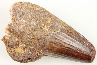 2.31" Real Spinosaurus Tooth - Feeding Worn Tip - Fossil #204501