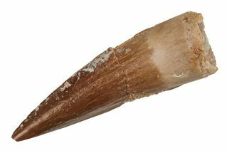 Baby Spinosaurus Tooth - Real Dinosaur Tooth #204327