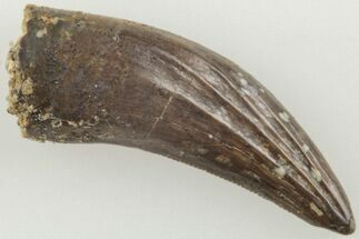 .51" Fossil Raptor (Paronychodon?) Tooth - Montana - Fossil #204184