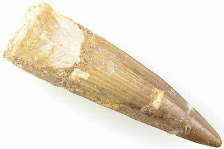 2.46" Real Spinosaurus Tooth - Real Dinosaur Tooth - Fossil #204513