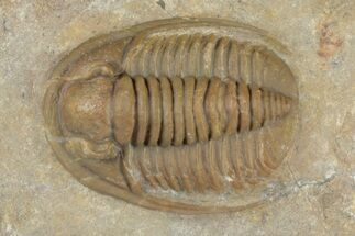 Beautiful, Proetid (Diademaproetus) Trilobite - Morocco #204461