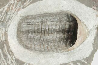 1.05" Ventral Austerops Trilobite - Jorf, Morocco  - Fossil #204489