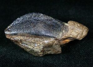 Very Large Triceratops Tooth Crown #12537