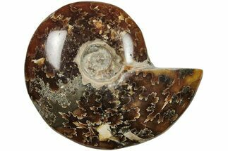 Polished Ammonite (Cleoniceras) Fossil - Madagascar #205092