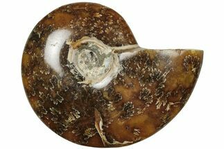 3.5" Polished Ammonite (Cleoniceras) Fossil - Madagascar - Fossil #205099