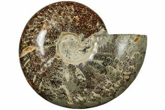 8.4" Polished Ammonite (Cleoniceras) Fossil - Madagascar - Fossil #205139