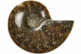 3.9" Polished Ammonite (Cleoniceras) Fossil - Madagascar - Fossil #205104