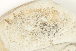 1" Miocene Pea Crab (Pinnixa) Fossil - California - Fossil #204893