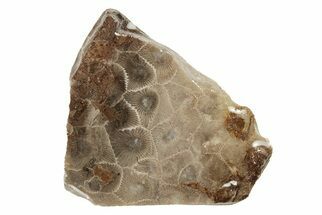 2.4" Polished Petoskey Stone (Fossil Coral) Slab - Michigan - Fossil #204811