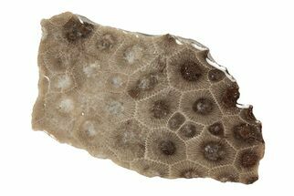 3.1" Polished Petoskey Stone (Fossil Coral) Slab - Michigan - Fossil #204828