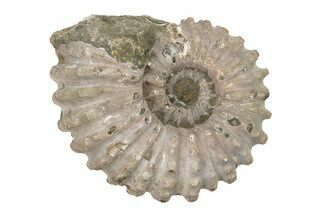 Bumpy Ammonite (Douvilleiceras) Fossil - Madagascar #205036