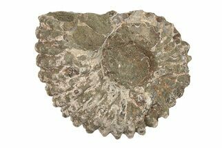 Bumpy Ammonite (Douvilleiceras) Fossil - Madagascar #205042