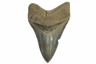 Serrated, ” Fossil Megalodon Tooth - Aurora, North Carolina #205626
