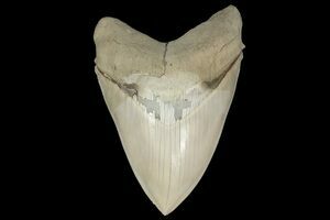Value megalodon tooth A Guide