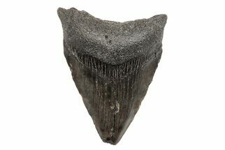 2.9" Juvenile Megalodon Tooth - South Carolina - Fossil #204717