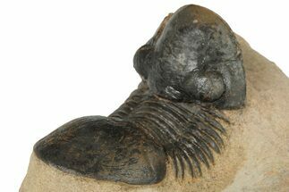 2.4" Paralejurus Trilobite Fossil - Foum Zguid, Morocco - Fossil #204306