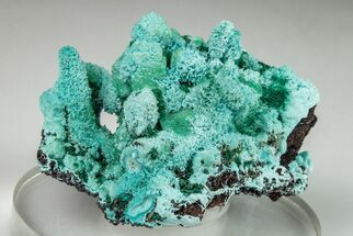 1.75" Chrysocolla and Malachite Pseudomorph - Lupoto Mine, Congo - Crystal #204933