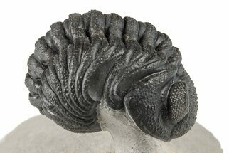 1.9" Curled Morocops Trilobite Fossil - Very Nice Prep - Fossil #204241