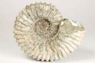 4.3" Bumpy Ammonite (Douvilleiceras) Fossil - Madagascar - Fossil #205057