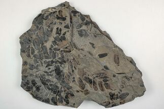 6.9" Pennsylvanian Fossil Fern (Neuropteris) Plate - Kentucky - Fossil #205640