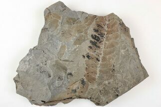 4.9" Pennsylvanian Fossil Fern (Neuropteris) Plate - Kentucky - Fossil #205642