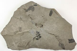 6.4" Pennsylvanian Fossil Fern (Neuropteris) Plate - Kentucky - Fossil #205643