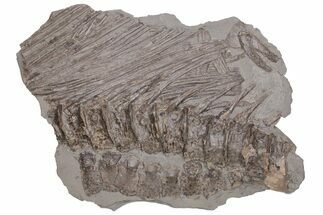 Fossil Ichthyosaur (Stenopterygius) Vertebrae & Ribs - Germany #206128