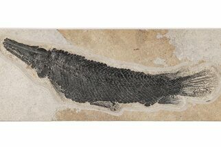 Fossil Gar (Lepisosteus) From Wyoming - Spectacular Scales! #206437