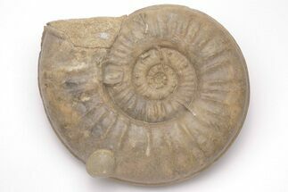 Fossil Ammonite (Euhoploceras) - Somerset, England #206471