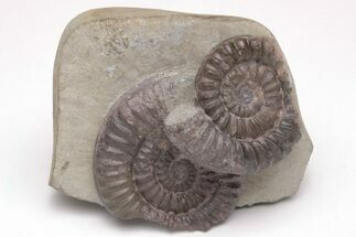 Ammonite (Arnioceras) Cluster - England #206482