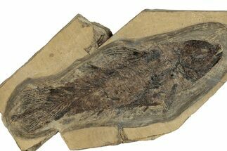 Rare, Undescribed Fossil Coelacanth - Kinney Quarry, New Mexico #206435