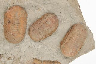 Cluster of Three Symphysurus Trilobites - Fezouata Formation #206442