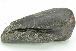 Very Rare, Fossil Iguanodon (Mantellisaurus) Claw - England #206575
