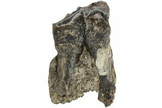 Fossil Woolly Rhino (Coelodonta) Tooth - Siberia #206459