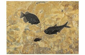 Green River Fossil Fish Mural With Diplomystus & Phareodus #206603