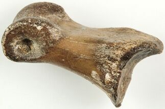 Dinosaur (Saurornitholestes) Toe Bone - Montana #207043