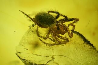 Detailed Fossil Spider (Araneae) in Baltic Amber #207481