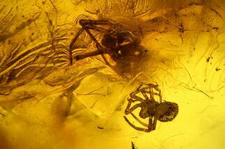 Two Fossil Spiders (Araneae) and a Fly (Diptera) in Baltic Amber #207482