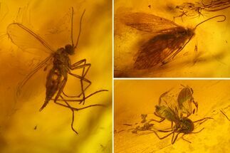 Fossil Caddisfly (Trichoptera) and Fly (Diptera) in Baltic Amber #207483