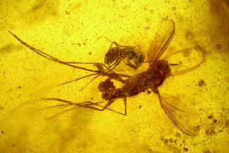 Fossil Ant (Formicidae) & Two Flies (Diptera) in Baltic Amber #207486