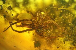 Large, Detailed Fossil Spider (Araneae) in Baltic Amber #207488