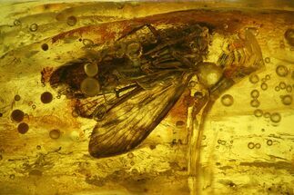 Fossil Caddisfly (Trichoptera) In Baltic Amber #207490