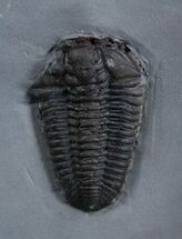 / Inch Calymene Trilobite - Rochester Shale #2144