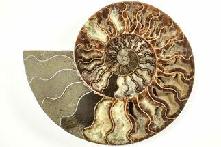 Cut & Polished Ammonite Fossil (Half) - Madagascar #207440