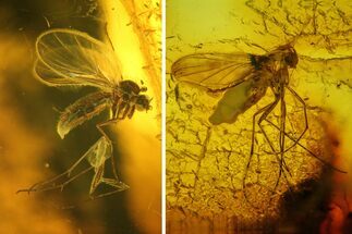 Two Fossil Flies (Diptera) In Baltic Amber #207508
