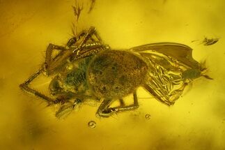 Fossil Spider (Araneae) and Flies (Diptera) in Baltic Amber #207515