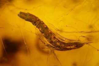 Fossil Wood Gnat Larva (Anisopodidae) in Baltic Amber #207521