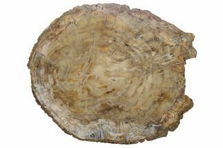 Triassic, Petrified Wood (Araucaria) Round - Madagascar #207400